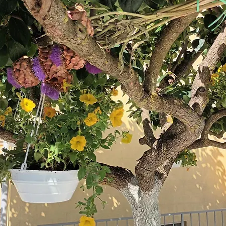 Monte Magno Appartement *